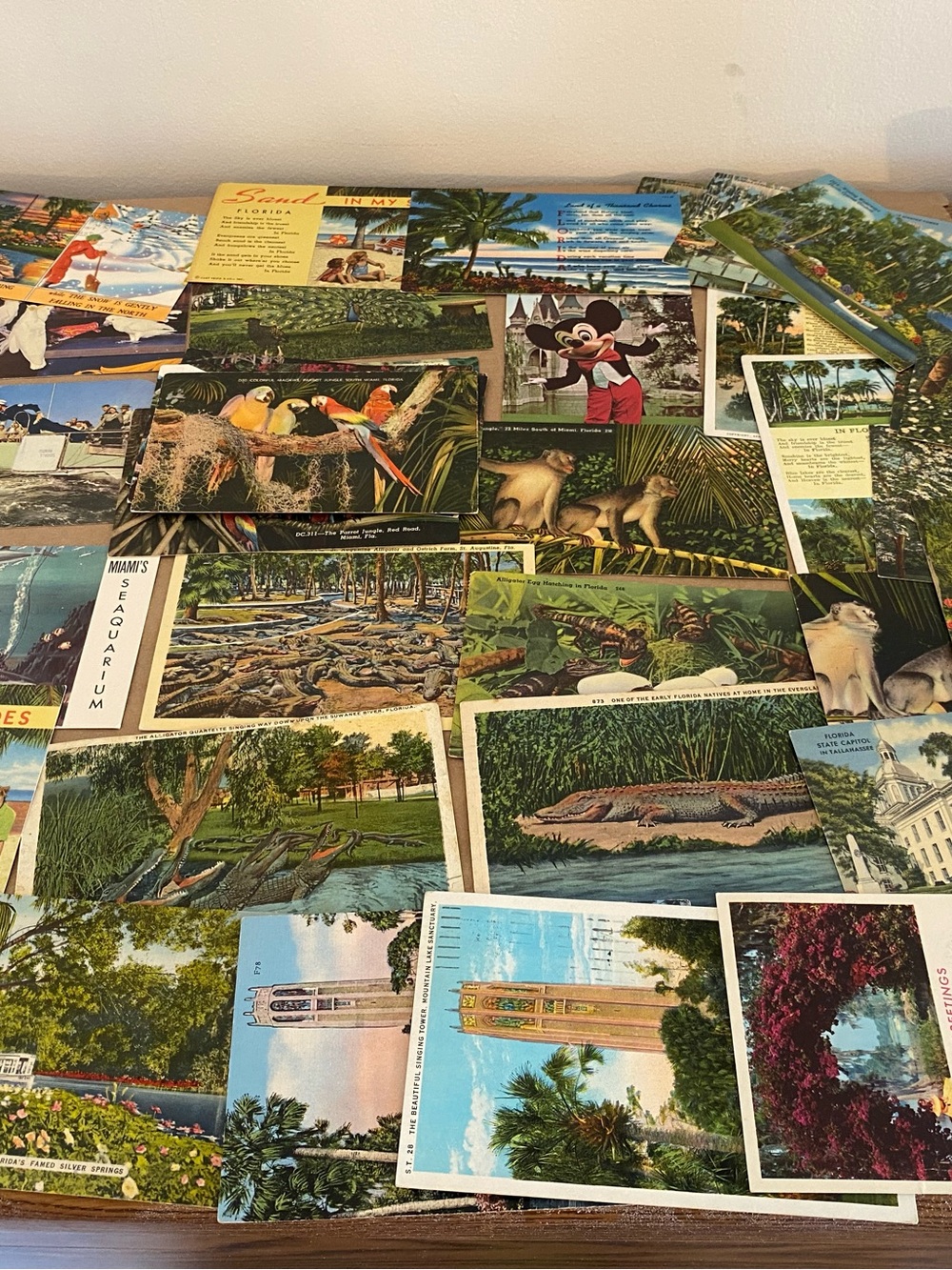 Lot 40 Florida Vintage Postcards 20s 30s 40s 50s Alligator flowers Mickey Parrot